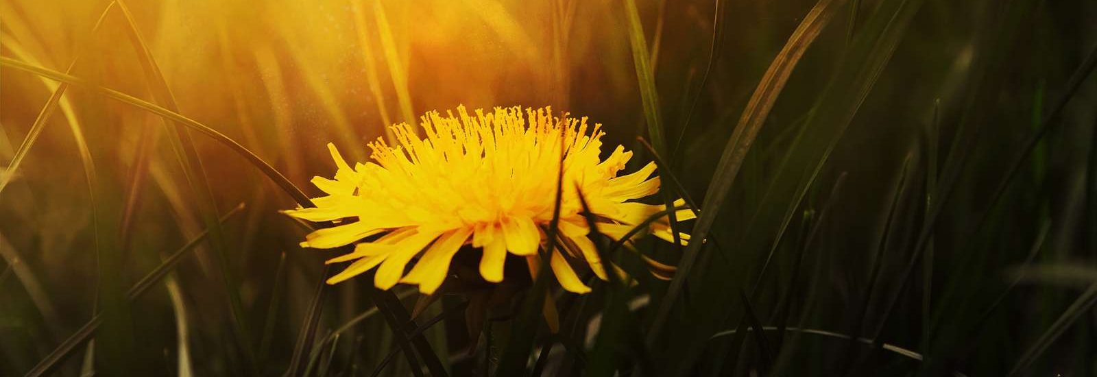 Yellow-flower-banner-1600×550