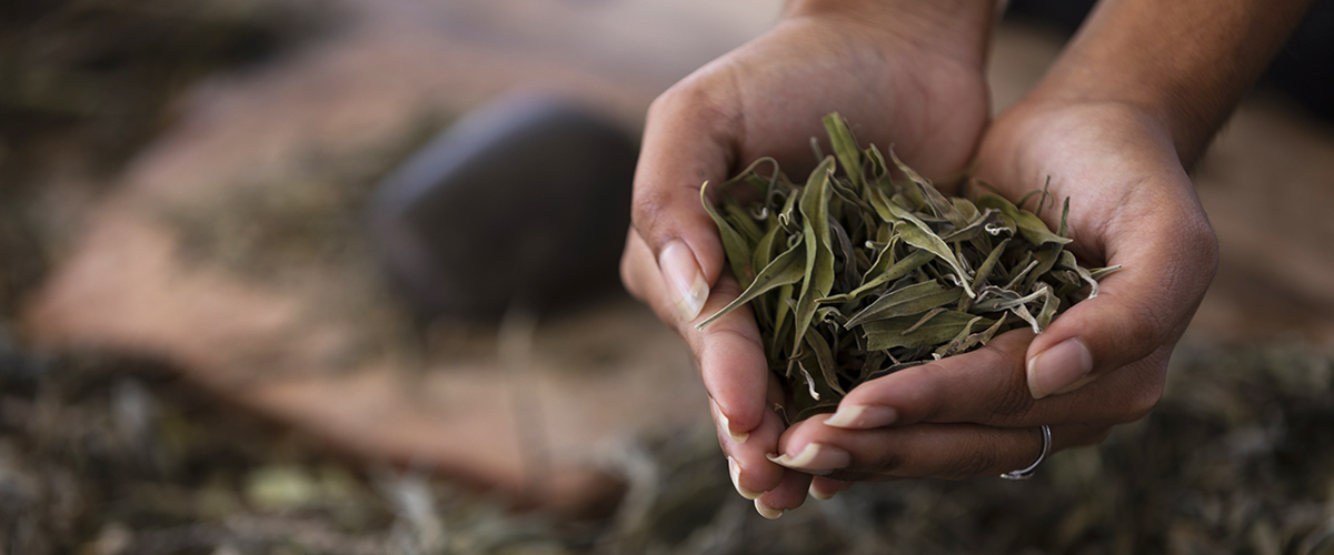 Hands holding bush medicine